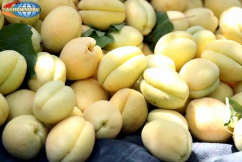 16.000 tons of apricots exported from Armenia as of July 7