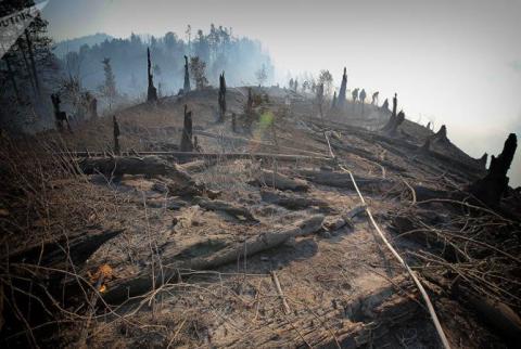 В Боржомском лесу сгорело порядка 100 гектаров