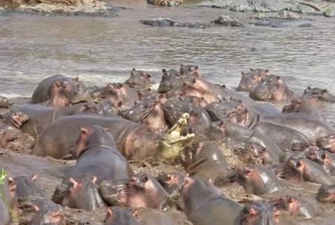 Более 30 разъяренных бегемотов напали на одного крокодила