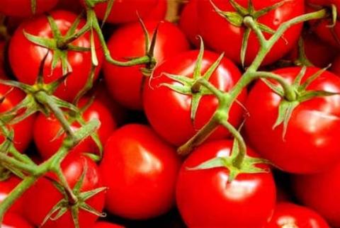 Союз экспортеров Турции заявил об отправке в Россию первой партии томатов