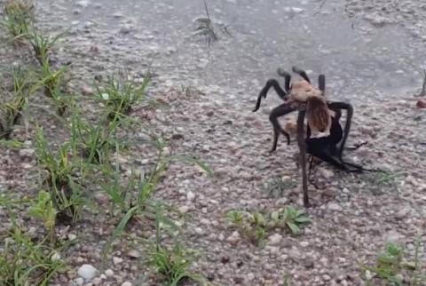 В Сети появилось видео ожесточенной схватки тарантула и осы