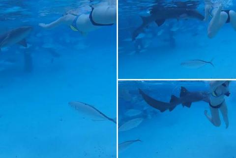 Муж заснял нападение акулы на жену во время медового месяца
