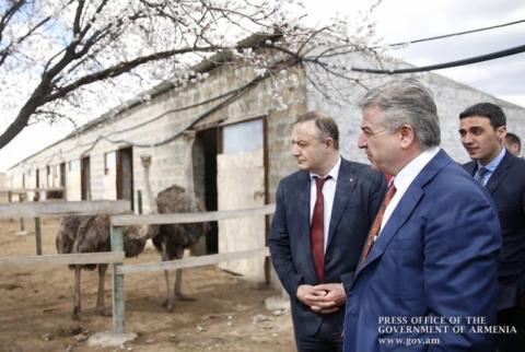 Kарен Карапетян ознакомился в Армавирской области с программами разведения страусов и закладки фисташковых садов