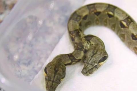 Двухголовая змея с двумя сердцами удивила ученых