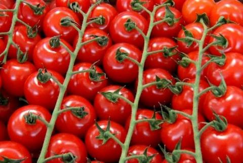 Вопрос о ввозе томатов с ряда предприятий Турции изучат в течение недели