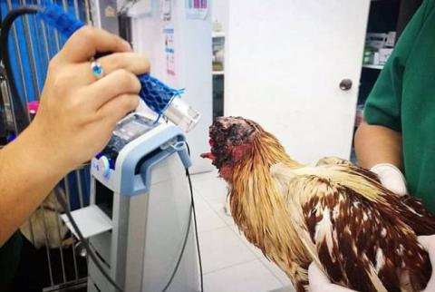 Headless chicken survives for a week, shows no sign of surrendering 