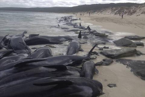 32 long-finned pilot whales beach in New Zealand 