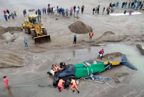 Rescuers save 10-ton beached whale in Argentina 