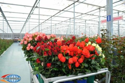 Decade of agricultural development in Armenia - Dutch roses are even exported to Netherlands from Armenia