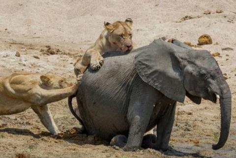 Схватка слона со львами попала на видео