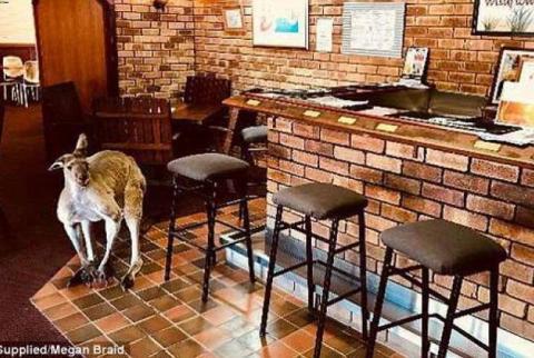 В Австралии кенгуру запретили ходить в любимый бар