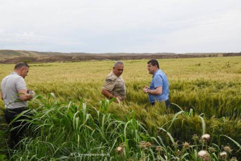 Քաշաթաղում մեկնարկել է բերքահավաքը. Արայիկ Հարությունյանն աշխատանքային շրջայց է կատարել