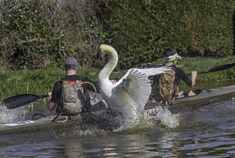 В Англии сердитый лебедь не дает туристам плавать по каналу
