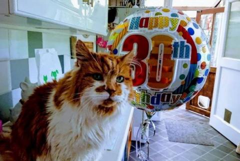 Самая старая кошка в мире дожила до 30 лет