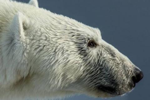 Polar bear kills Canadian man protecting his children