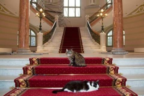 В Италии открылся пятизвездочный отель для кошек