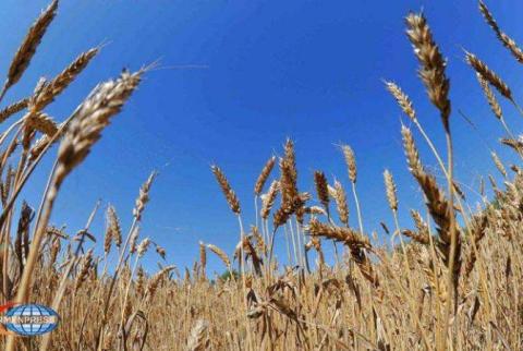 Ավտոտրանսպորտային միջոցներով ցորենի և ալյուրի ներմուծում-արտահանումը Վրաստան հնարավոր կլինի իրականացնել մինչև տարեվերջ