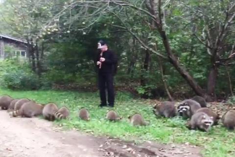 Житель Нью-Йорка подозвал к себе енотов игрой на флейте