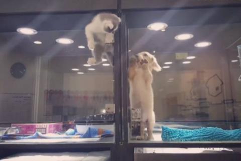 Чего не сделаешь ради любви: котенок и щенок устроили драму в приюте – видео