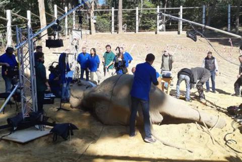 В Тбилиси оперируют слона по имени Гранд, которого привезли из Еревана
