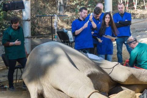 Слон Гранд проснулся - операция в Тбилисском зоопарке прошла успешно