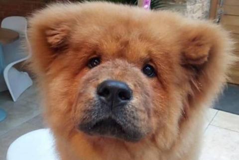 Bungle the chow-chow: Police-bite puppy released after thousands join petition 