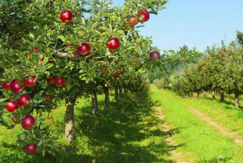 La compagnie espagnole «GlobalTech» envisage de s’engager dans l'horticulture intensive en Arménie