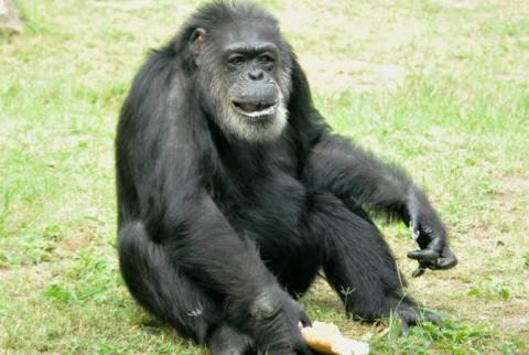 В Японии умер самый старый в стране шимпанзе