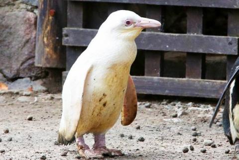 Единственного в мире пингвина-альбиноса показали на видео