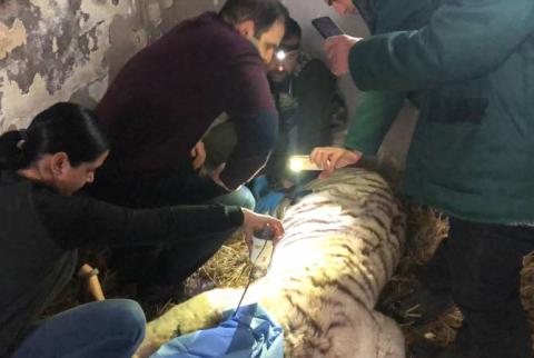 أطباء من جميع أنحاء العالم في اتصالات لإنقاذ حياة النمر بينغو من حديقة حيوانات يريفان
