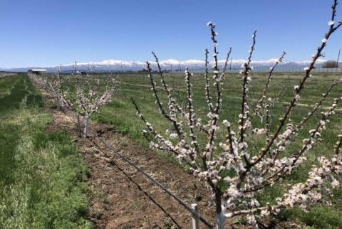 Շողակաթում ստեղծված ծիրանի ինտենսիվ այգին այս տարի տալու է առաջին բերքը