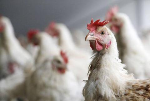 Запрещен ввоз в Армению всех видов живой птицы и птичьей продукции из Ставропольского и Краснодарского краев РФ