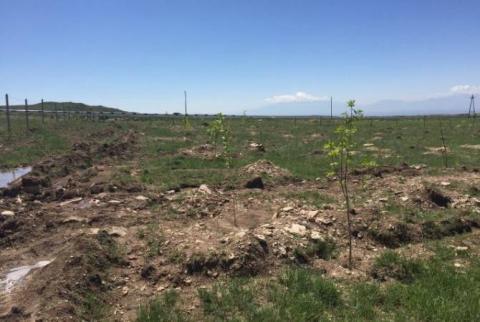 Հյուսիս-հարավ ներդրումային ծրագրով յուրաքանչյուր ծառի փոխարեն նախատեսված է տնկել 10 ծառ