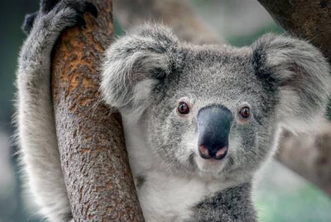В Австралии выбрали самую милую коалу континента