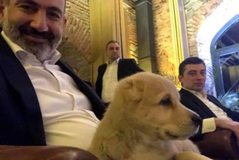 Pashinyan gets top breed puppy as gift from Georgian leader 