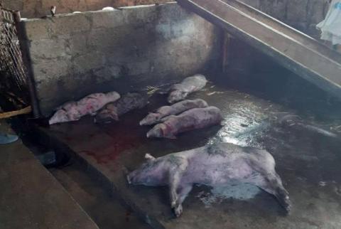 Հրդեհ Մասիսի խոզաբուծական ֆերմայում. փրկարարները անվտանգ տարածք են տեղափոխել մոտ 100 խոզ