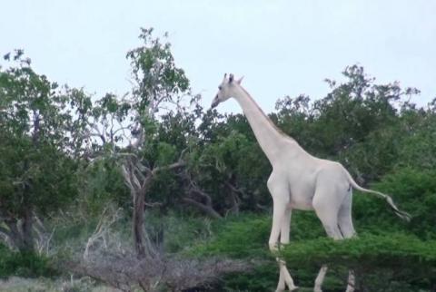 В Кении браконьеры убили двух уникальных белых жирафов