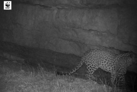 “A Miracle” – For first time in 50 years, leopard is spotted in Armenia’s Tavush province 