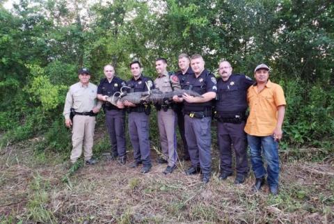 Deputies capture alligator attempting to cross Georgia highway