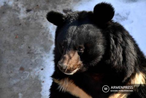 Ереванский зоопарк готовит сюрпризы для посетителей
