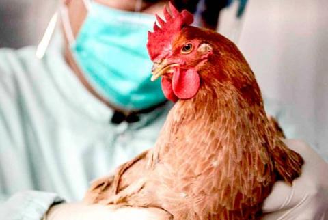 В Нидерландах зафиксировали вспышку птичьего гриппа