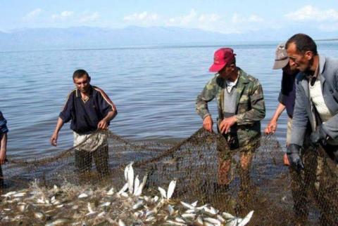 «Հայաստանի Հանրապետություն» օրաթերթ. Լրացուցիչ 50 տոննա սիգի որս է թույլատրվել 