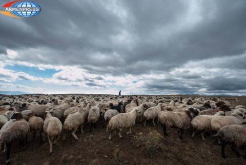 Azerbaijanis return livestock belonging to resident of Armenia’s Kornidzor community