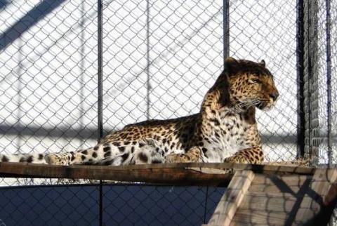 10-year-old jaguar dies at Yerevan Zoo 