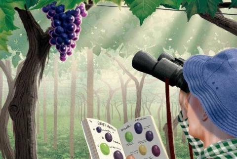 The New York Times’s wine critic highlights Armenian Areni in article about 10 grapes worth knowing better 