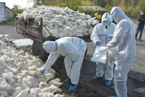 В Нидерландах забили 105 тыс. кур из-за птичьего гриппа