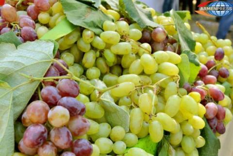 Casi todos los productores ya han vendido su producción de uva antes de la vendimia, señala el ministro de Economía
