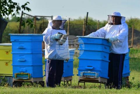 BTA. Future of Beekeeping Is in Specialty Honey, Beekeeper Says
