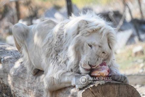 Երևանի կենդանաբանական այգու սպիտակ առյուծը՝ Սիմբան, 3 տարեկան է