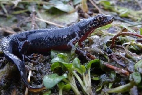 BTA. New Protected Area in SW Bulgaria to Help Conserve Alpine Newt